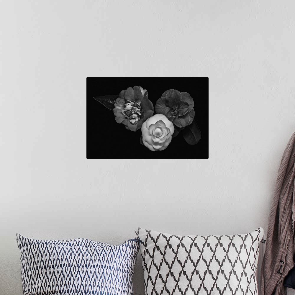 A bohemian room featuring Dark monochrome macro of three camellia blossoms on a black background.