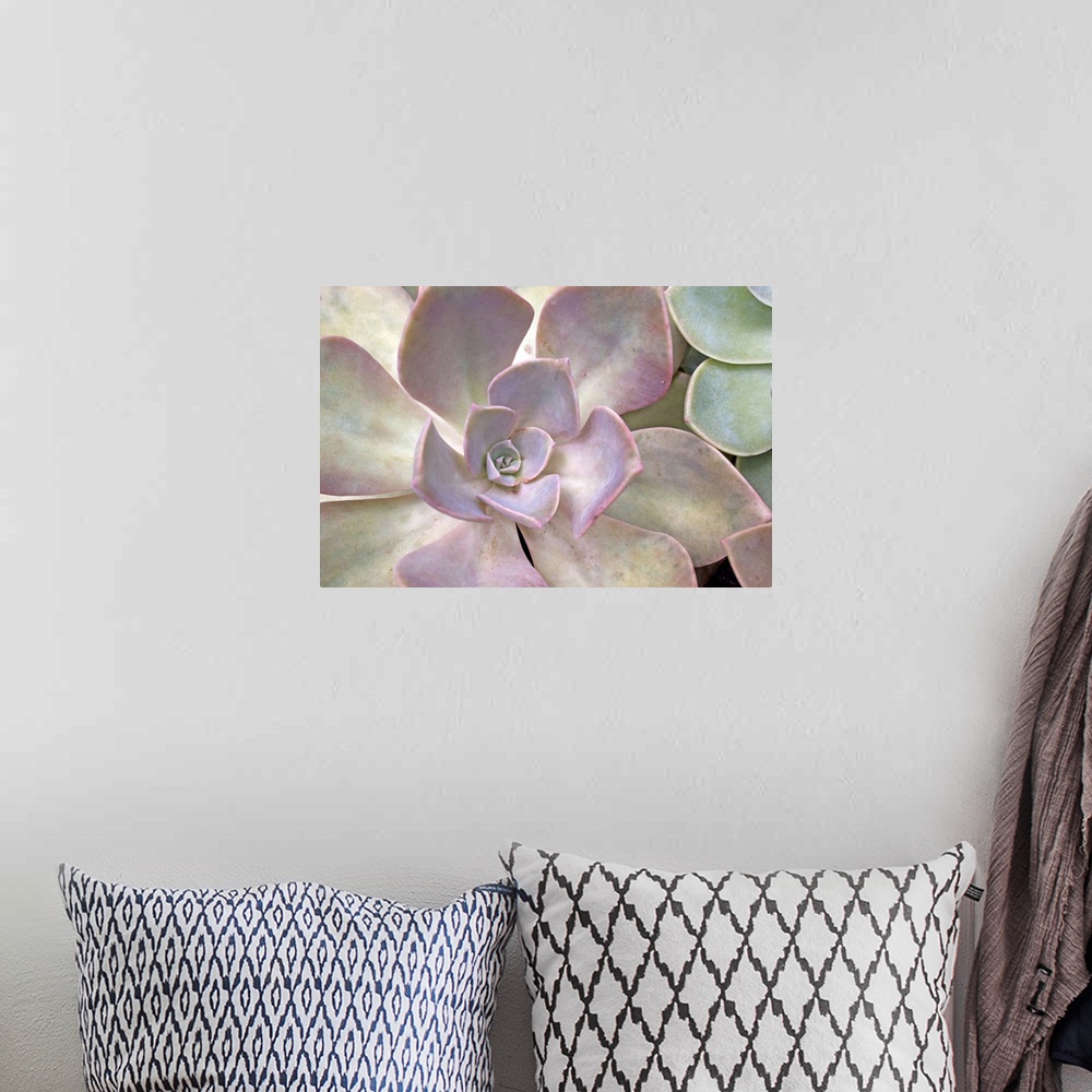 A bohemian room featuring Extreme close-up of desert rose succulent plant.