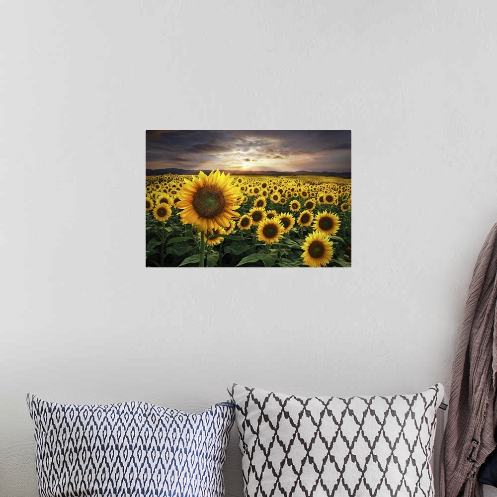 A bohemian room featuring A huge field of sunflowers during a beautiful sunset.