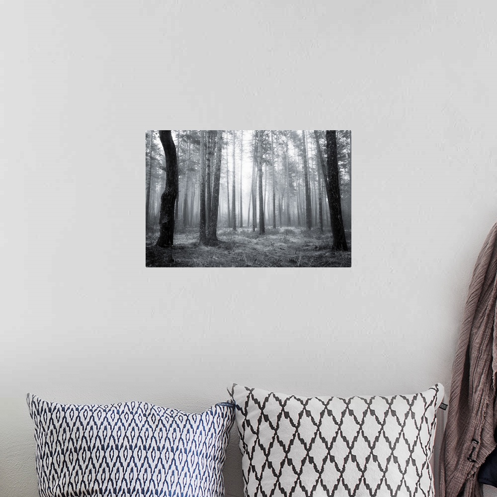 A bohemian room featuring Black and white spooky abstract of a foggy forest in spring at sunrise.