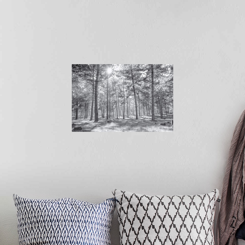 A bohemian room featuring Foggy woods in a soft black and white.