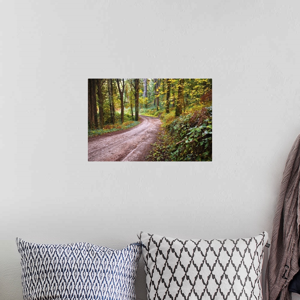 A bohemian room featuring Forest landscape with a trekking footpath in the fall.