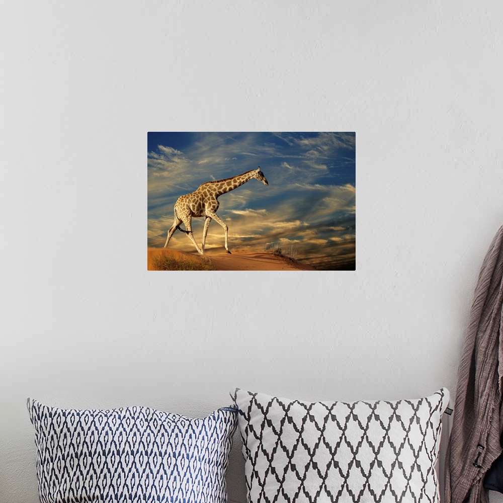A bohemian room featuring Giraffe (Giraffa camelopardalis) walking on a sand dune with clouds, South Africa.