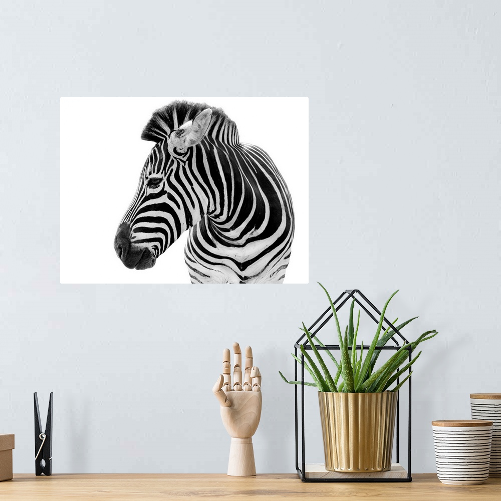 A bohemian room featuring Male zebra isolated on a white background.