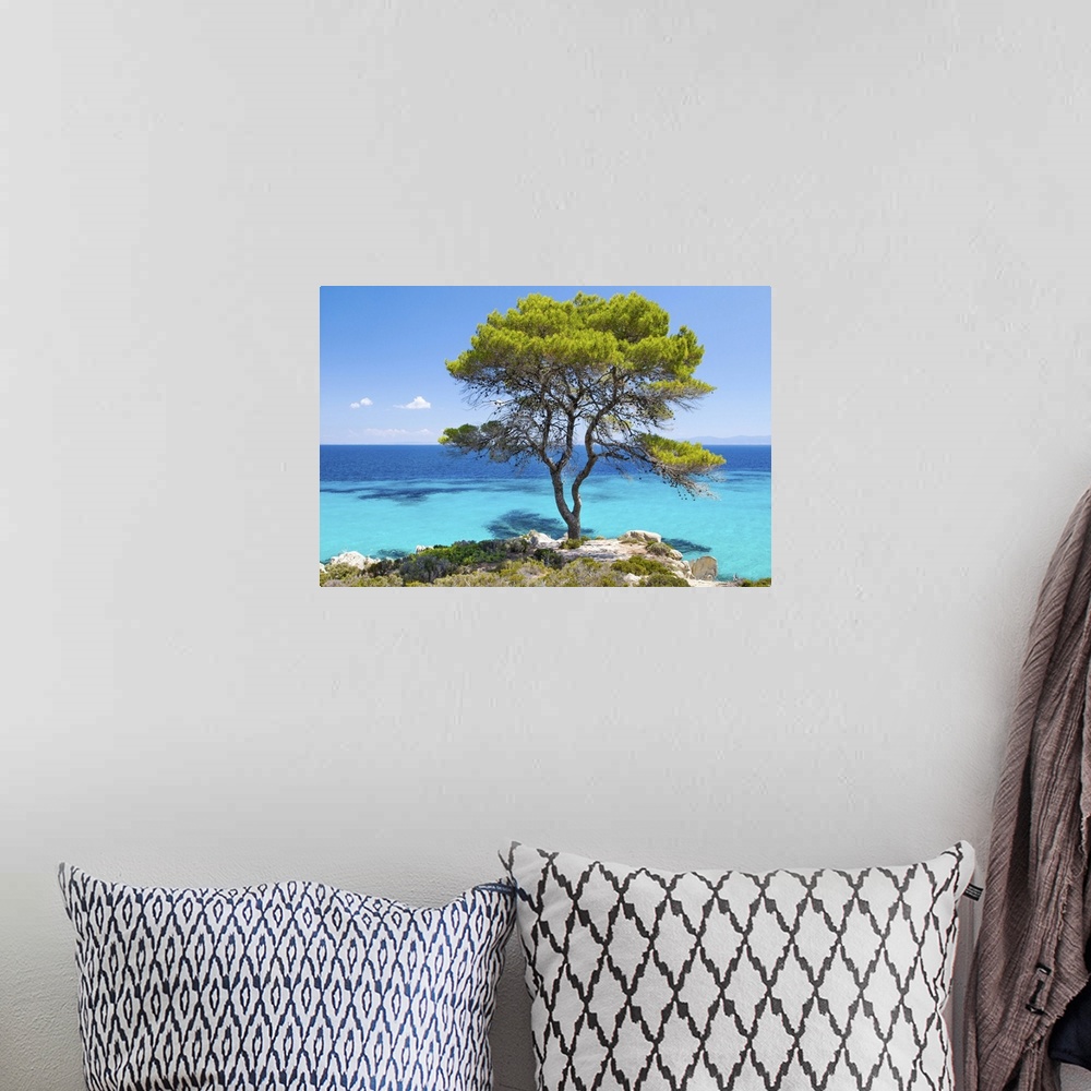 A bohemian room featuring Pine forest tree by the sea in Halkidiki, Greece.