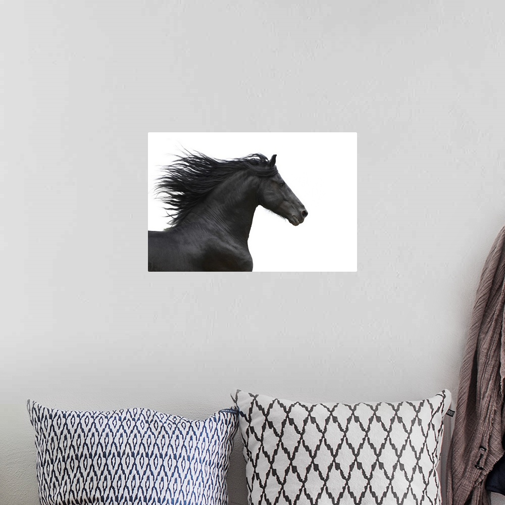 A bohemian room featuring Portrait of galloping Friesian horse on white background.
