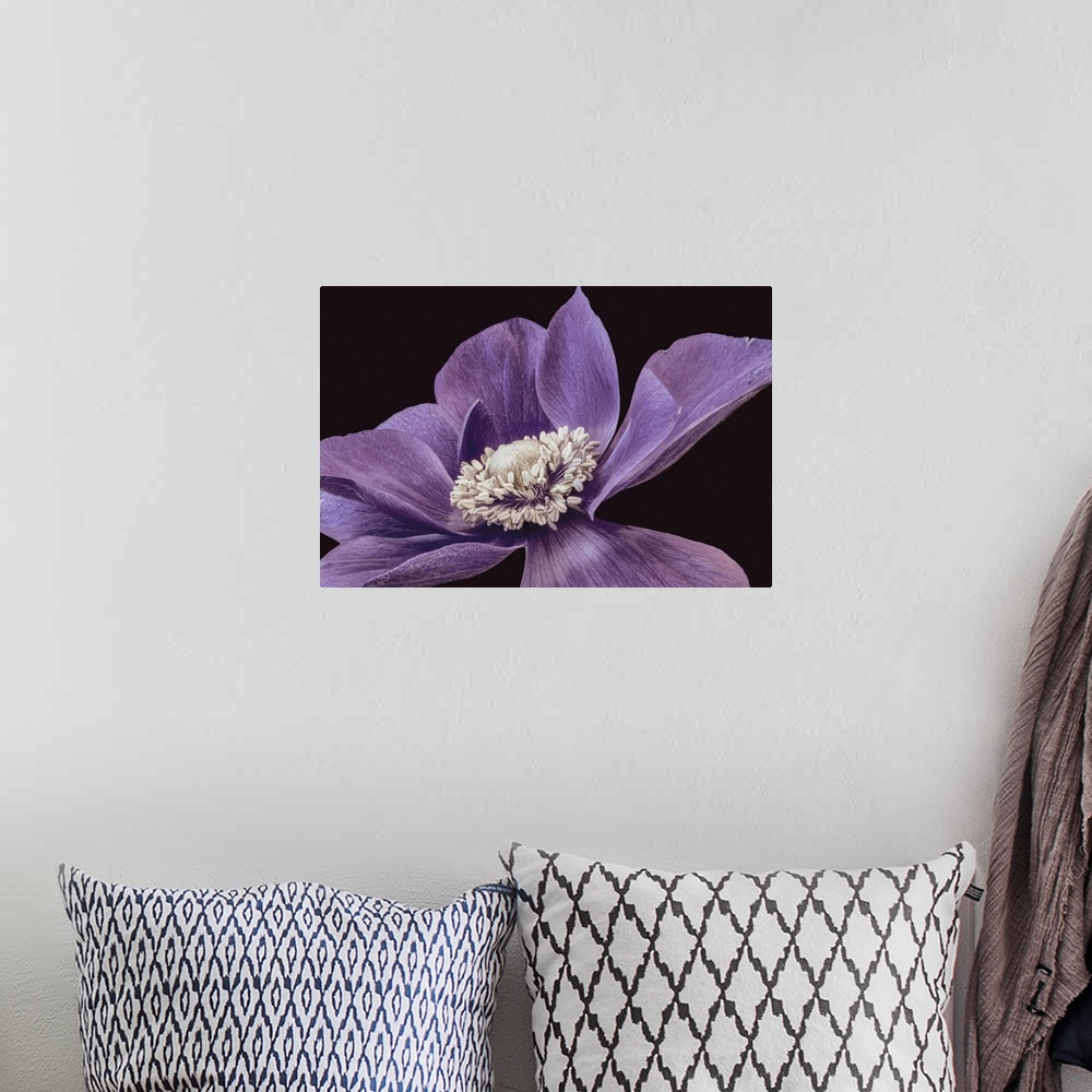 A bohemian room featuring Red Violet Anemone Blossom