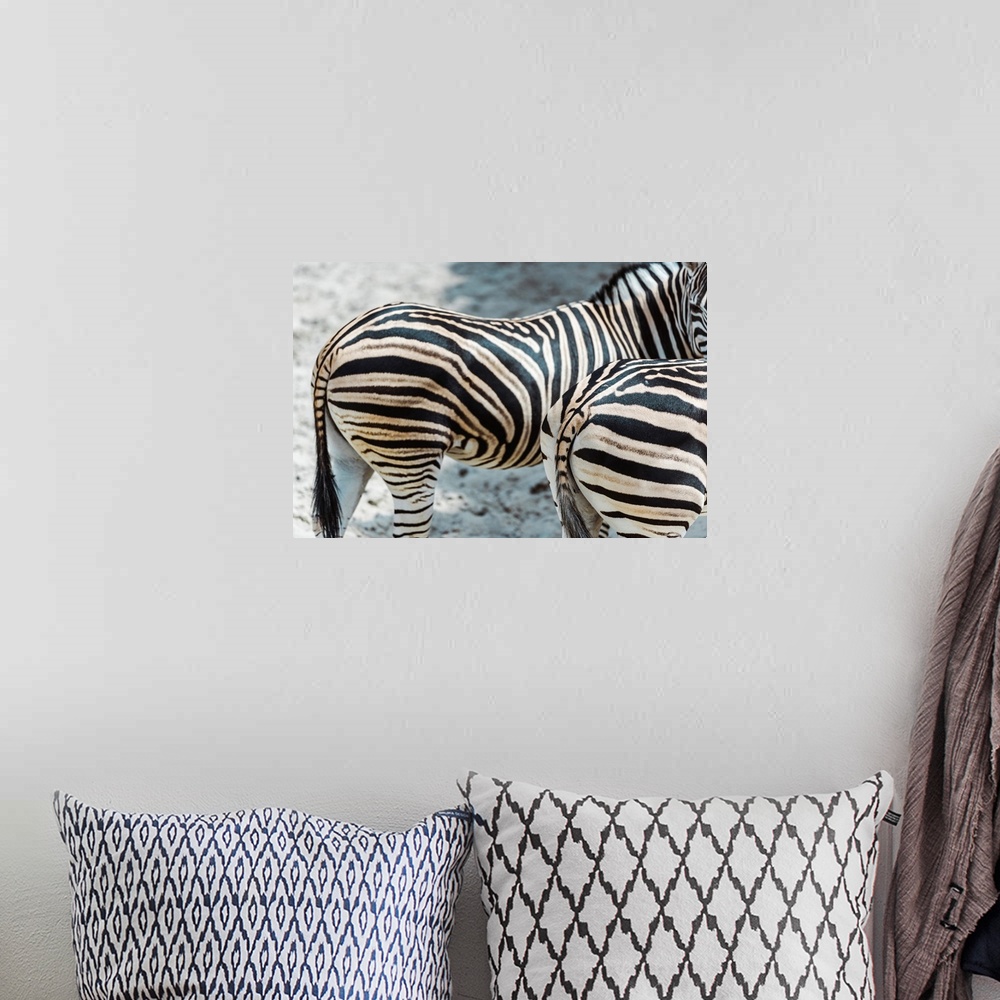 A bohemian room featuring Selective focus of zebras with black and white stripes standing in zoo.