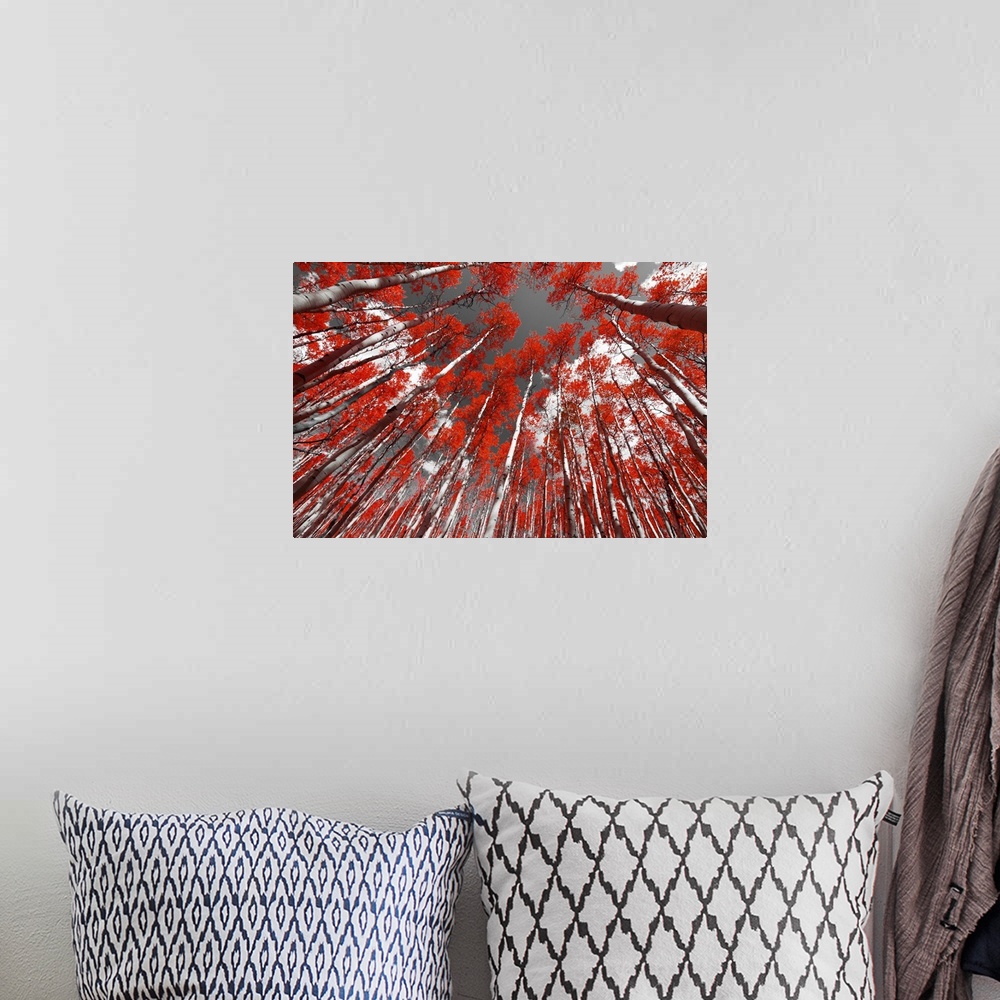 A bohemian room featuring Forest of red trees on a black and white background.
