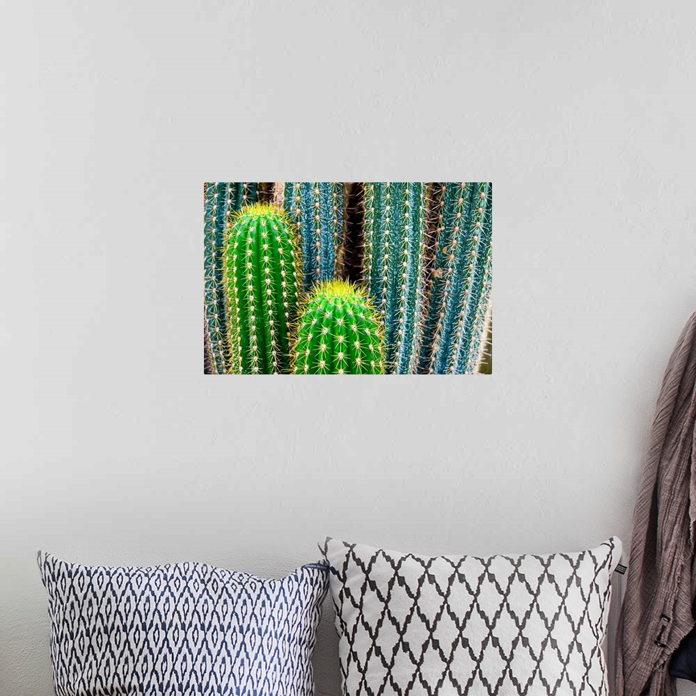 A bohemian room featuring Tropical Green Cactus