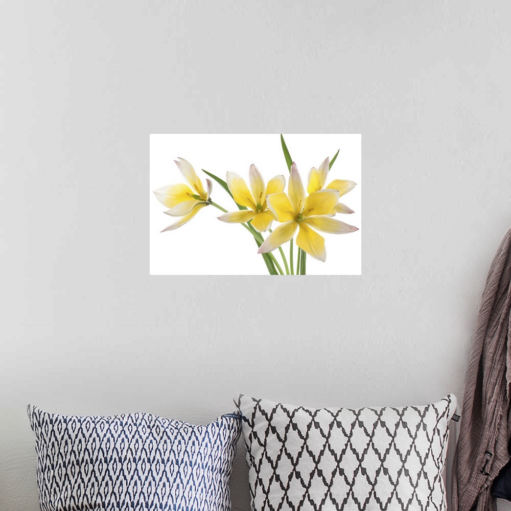 A bohemian room featuring Studio shot of yellow and white colored Tulip isolated on a white background.