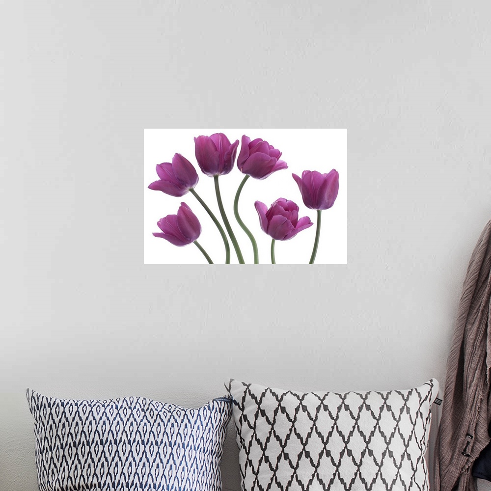 A bohemian room featuring Studio shot of purple colored tulip flowers on white background. National flower of The Netherlan...