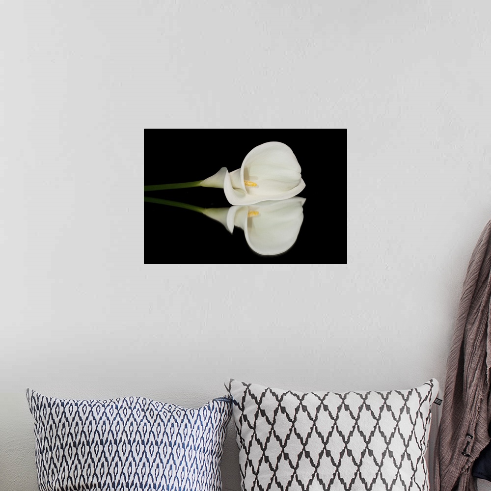 A bohemian room featuring Single white calla lilly isolated on black background with reflection.