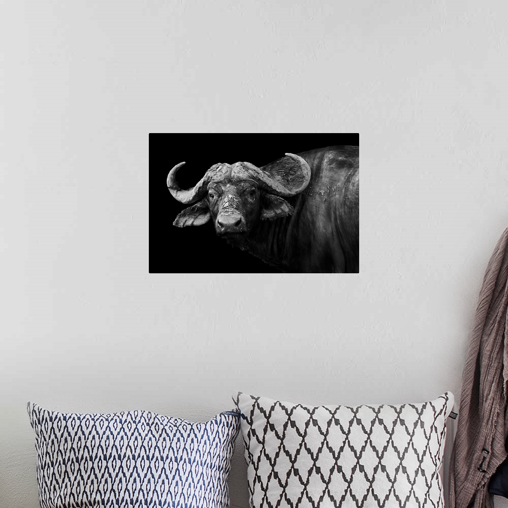 A bohemian room featuring Artistic black and white image of a wild African buffalo.