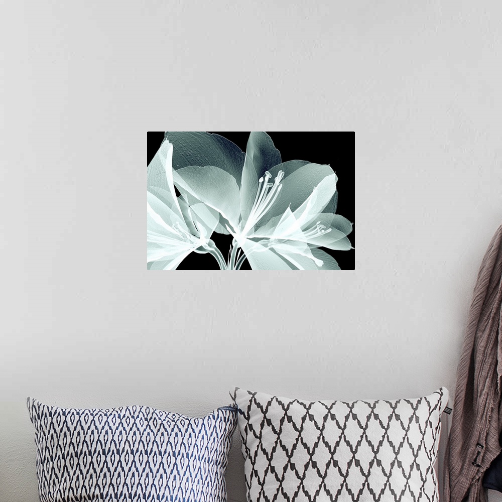 A bohemian room featuring Rontgen image of a flower isolated on white, the bell agapanthus.