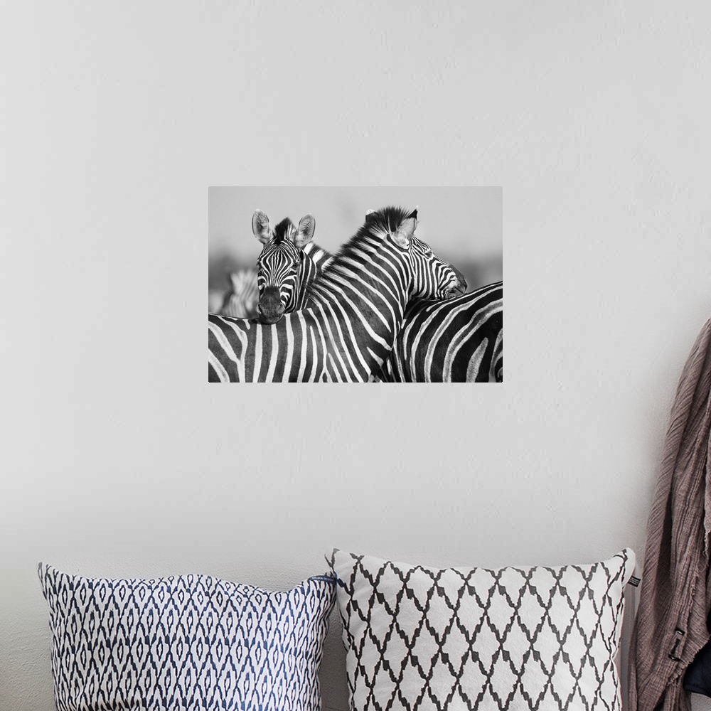 A bohemian room featuring Zebra herd in a black and white photo with heads together.