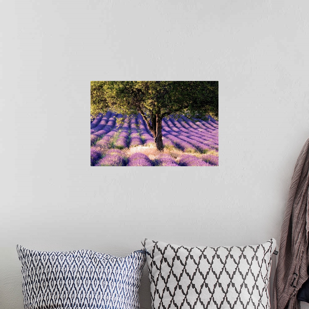A bohemian room featuring France, Provence-Alpes-C..te d'Azur, Lavender field