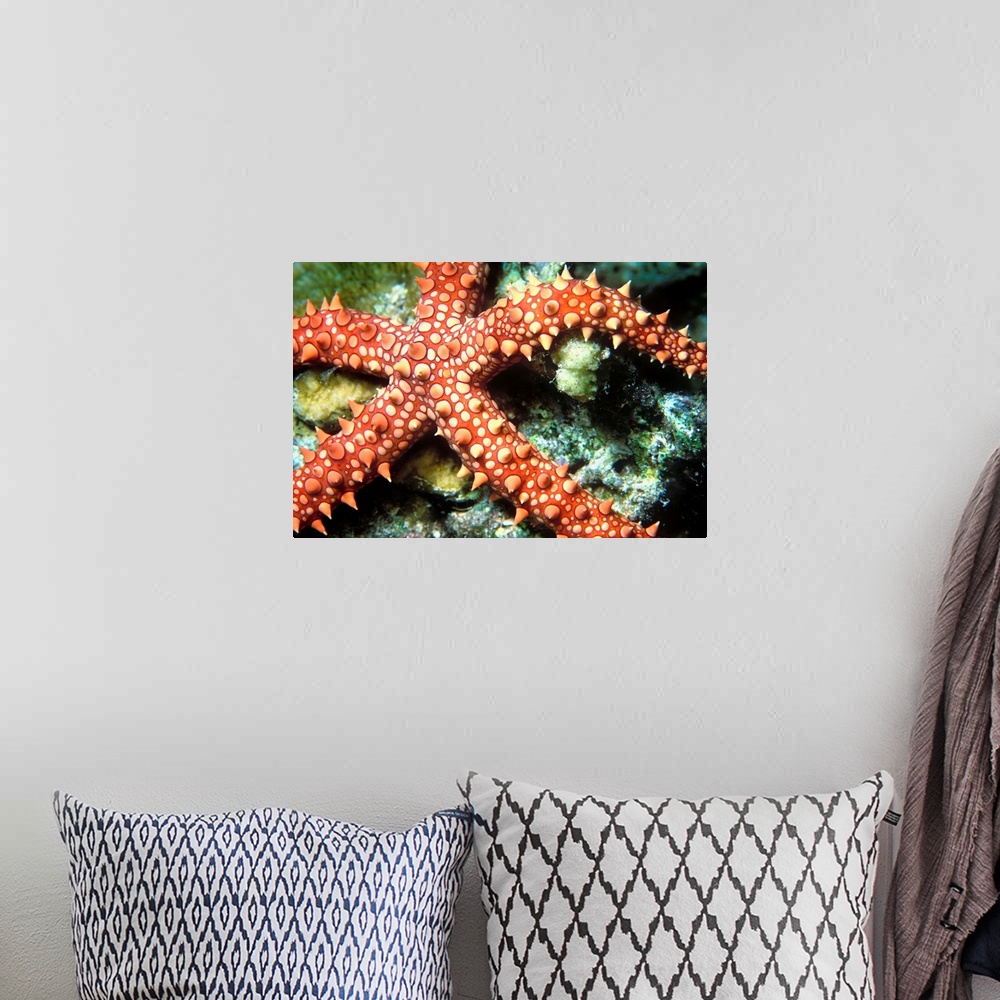 A bohemian room featuring Africa, Egypt, Red Sea, Egyptian Starfish