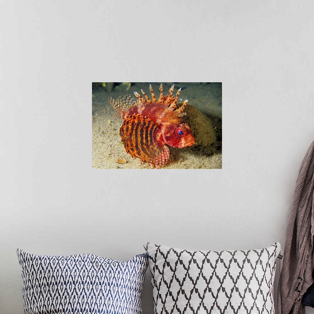 A bohemian room featuring Africa, Egypt, Red Sea, Scorpionfish