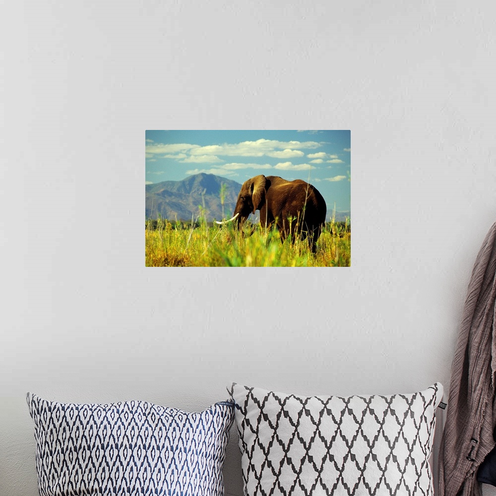 A bohemian room featuring Africa, Zambia, Elephant along Zambesi river