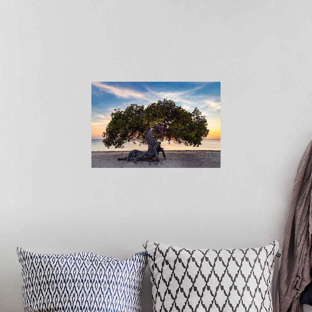 A bohemian room featuring Aruba, Eagle beach scene with Fofoti tree.