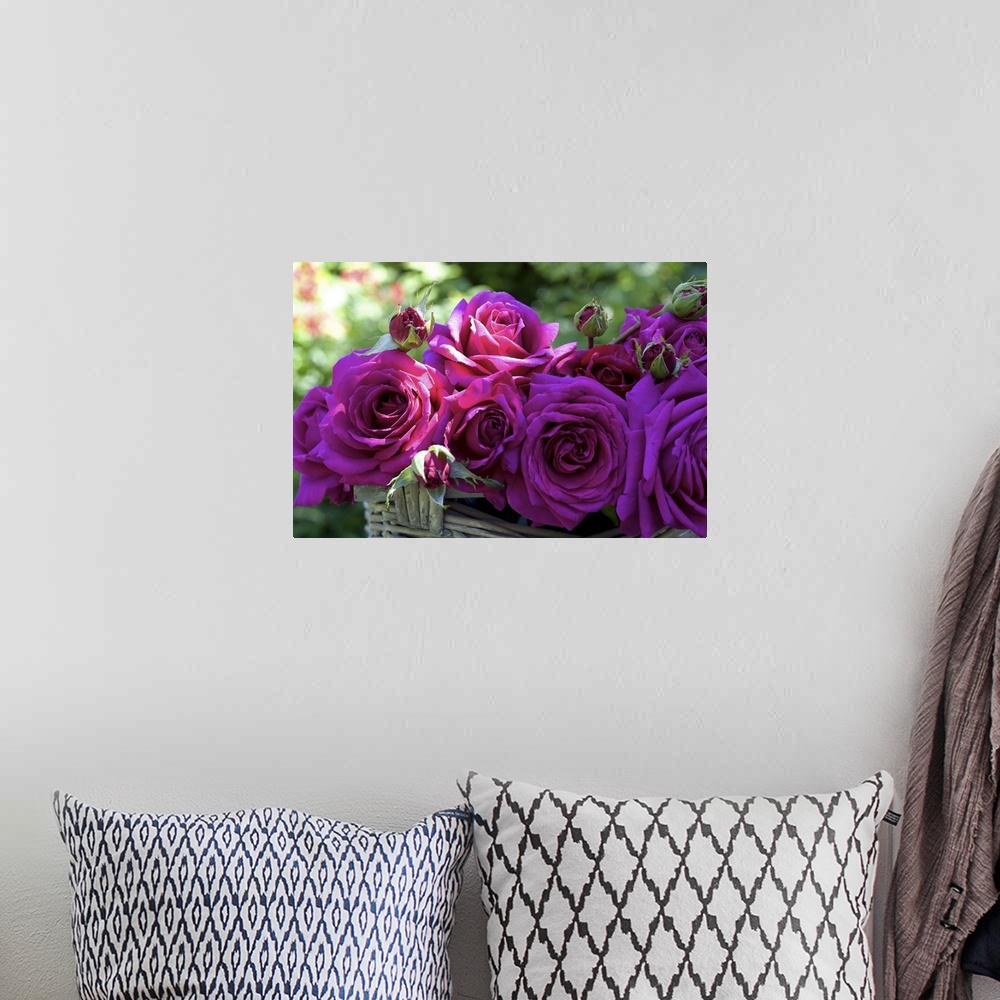 A bohemian room featuring Australia, South Australia, Kalangadoo, Big Purple rose