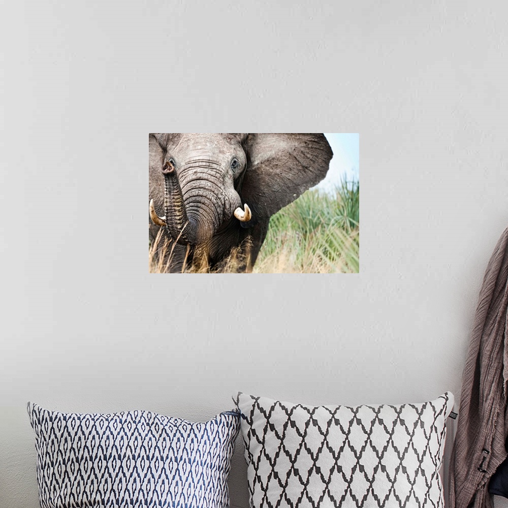 A bohemian room featuring Botswana, Ghanzi District, Kalahari Desert, Bull Elephant Charging.
