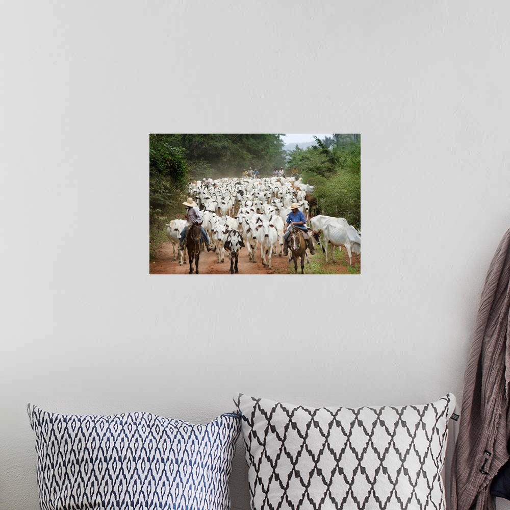 A bohemian room featuring Brazil, Mato Grosso, Pantanal, Cattle