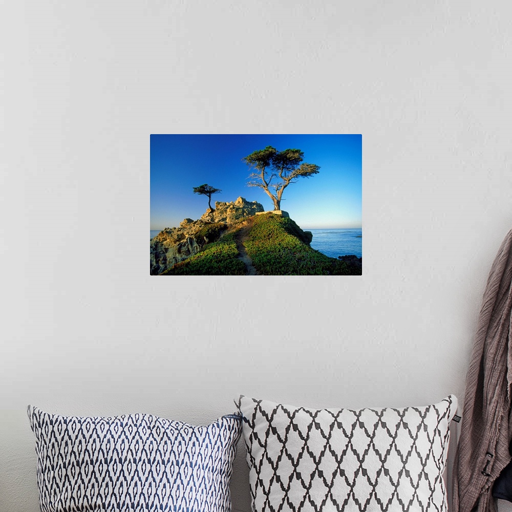 A bohemian room featuring United States, USA, California, Carmel, view of the Lone Cypress
