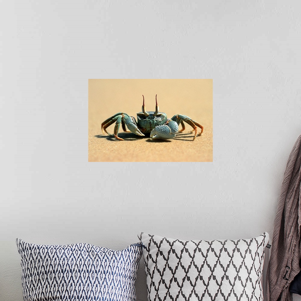 A bohemian room featuring Crab, Benguerra Island, Ghost Crab (Ocypode Cerathopthalma)