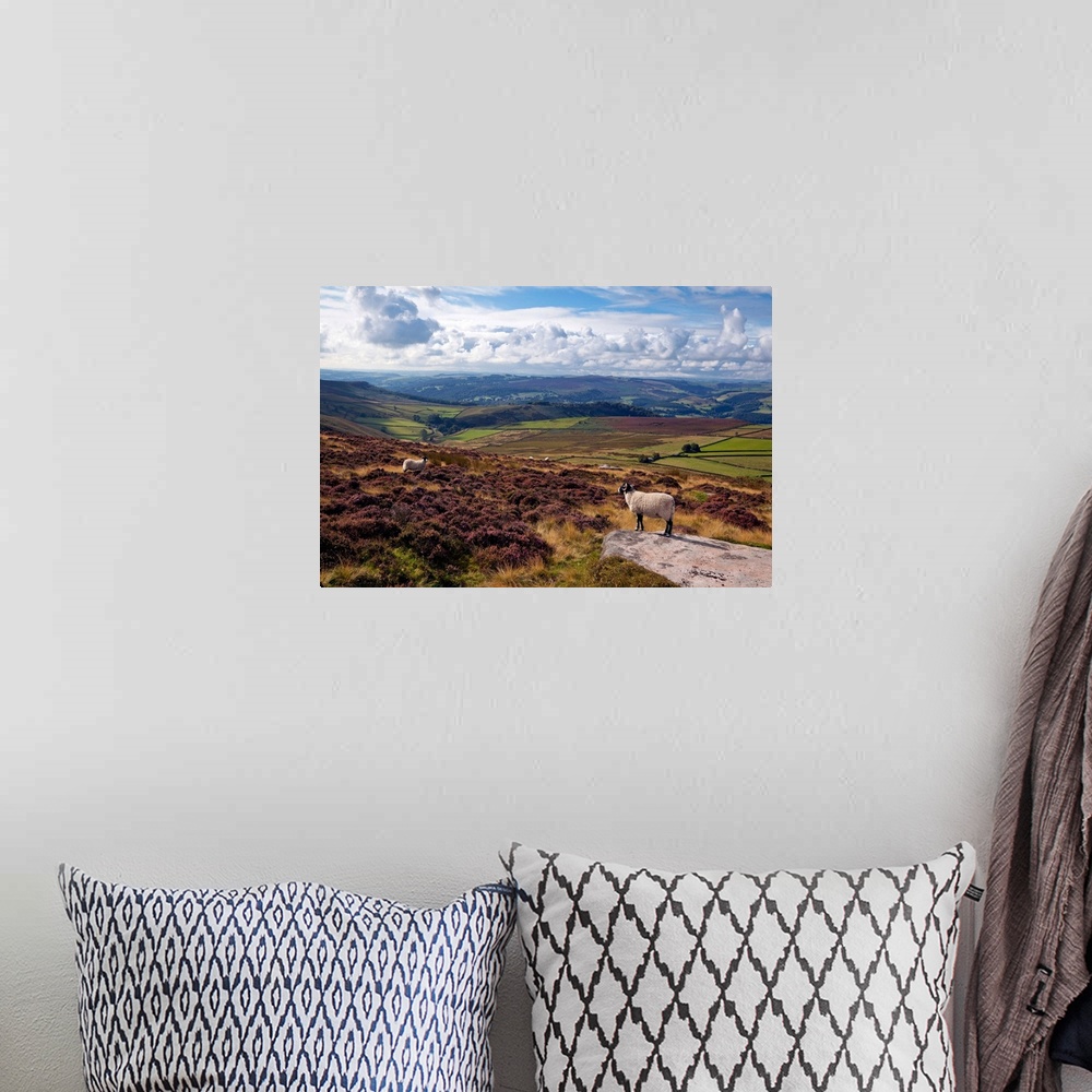 A bohemian room featuring England, West Yorkshire, Sheep standing amongst the rocks & heather in the Peak District