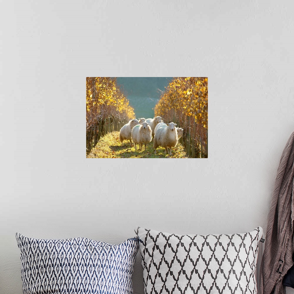 A bohemian room featuring France, Aquitaine, Sheep grazing in vineyards near Irouleguy village