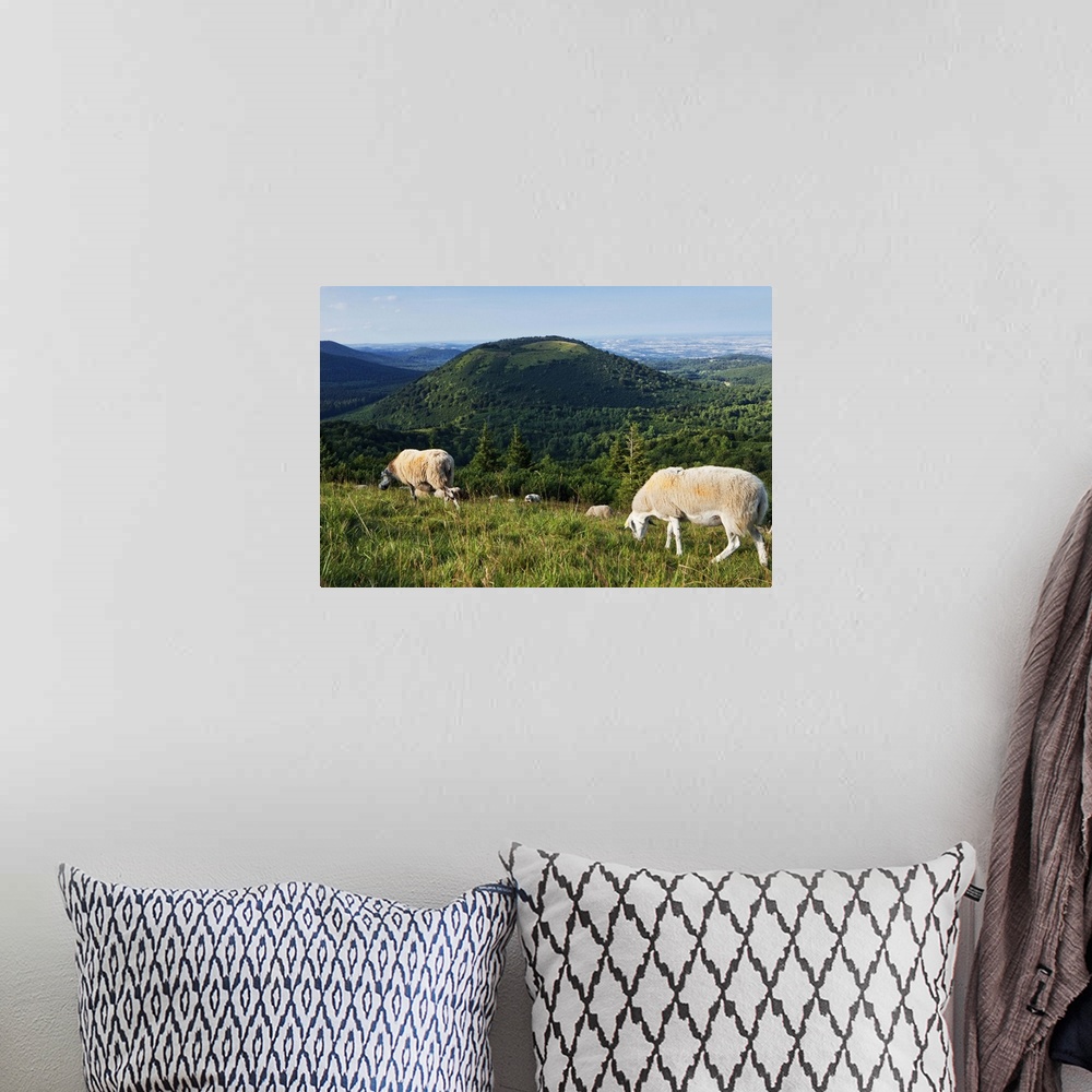 A bohemian room featuring France, Auvergne, Puy-de-Dome, Puy Chain, sheep grazing on top of Puy de Pariou with a volcano in...