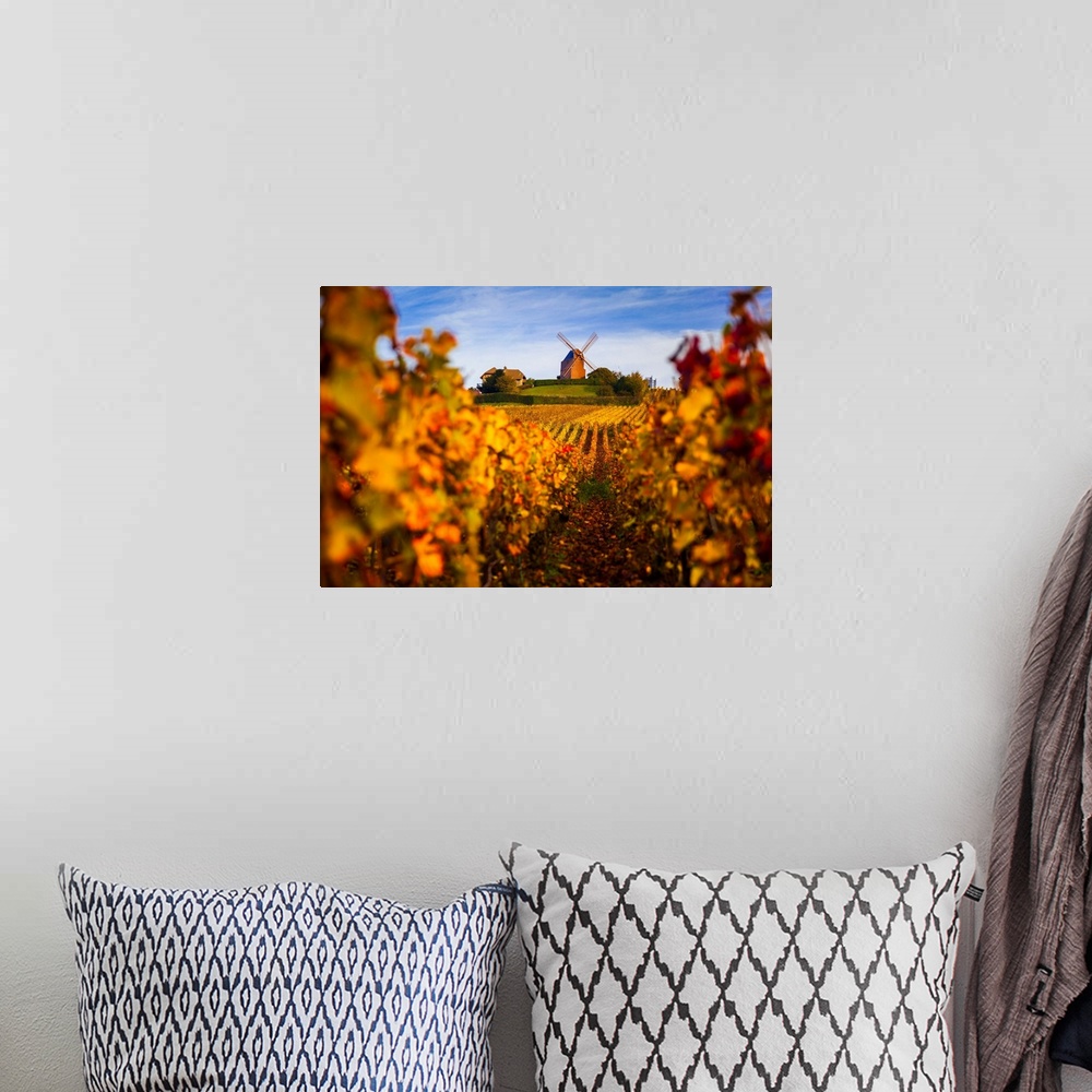 A bohemian room featuring France, Champagne-Ardenne, Verzenay, Vineyards and windmill in autumn.