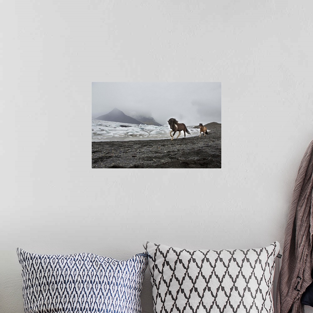A bohemian room featuring Iceland, South Iceland, Jokulsarlon, Icelandic horses running along the beach by the Breioamerkur...
