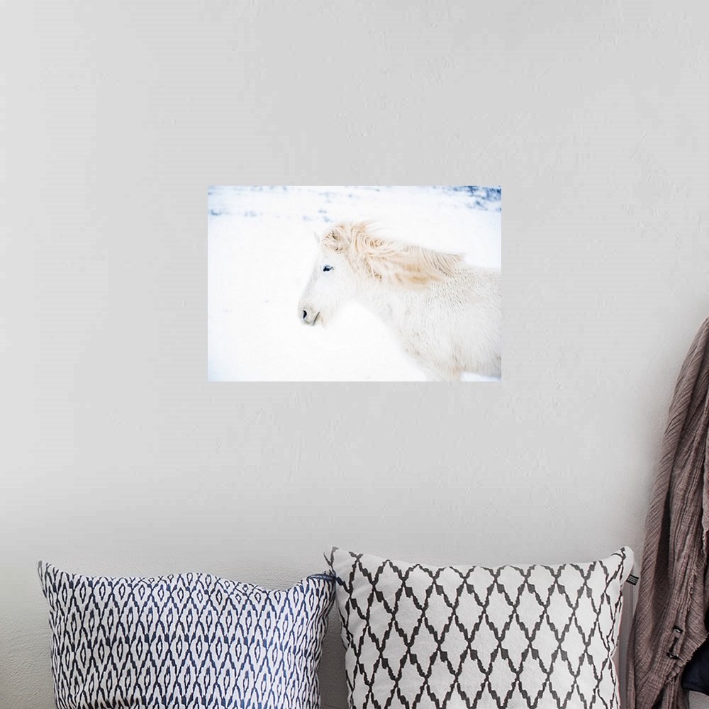 A bohemian room featuring Iceland, West Iceland, Snaefellsnes, Snaefellsnes peninsula, White Icelandic horse in the winter ...