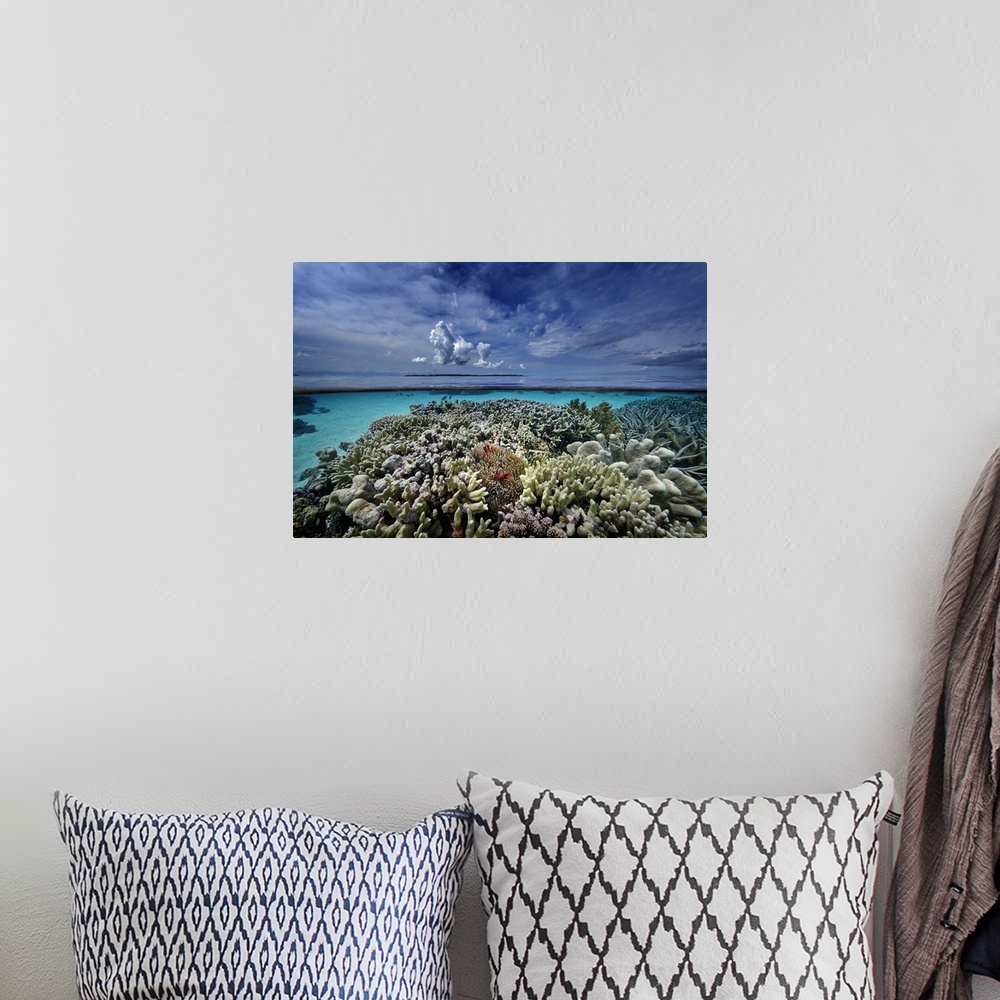 A bohemian room featuring Indonesia, Sulawesi Island, Coral reef, winning picture of the Voice of the Ocean 2014 competitio...