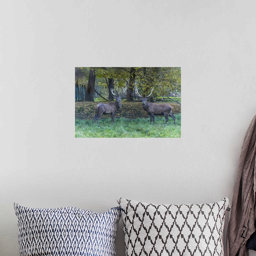 A bohemian room featuring Italy, Veneto, Belluno district, Belluno, In the autumn forest, two male deer look straight at th...