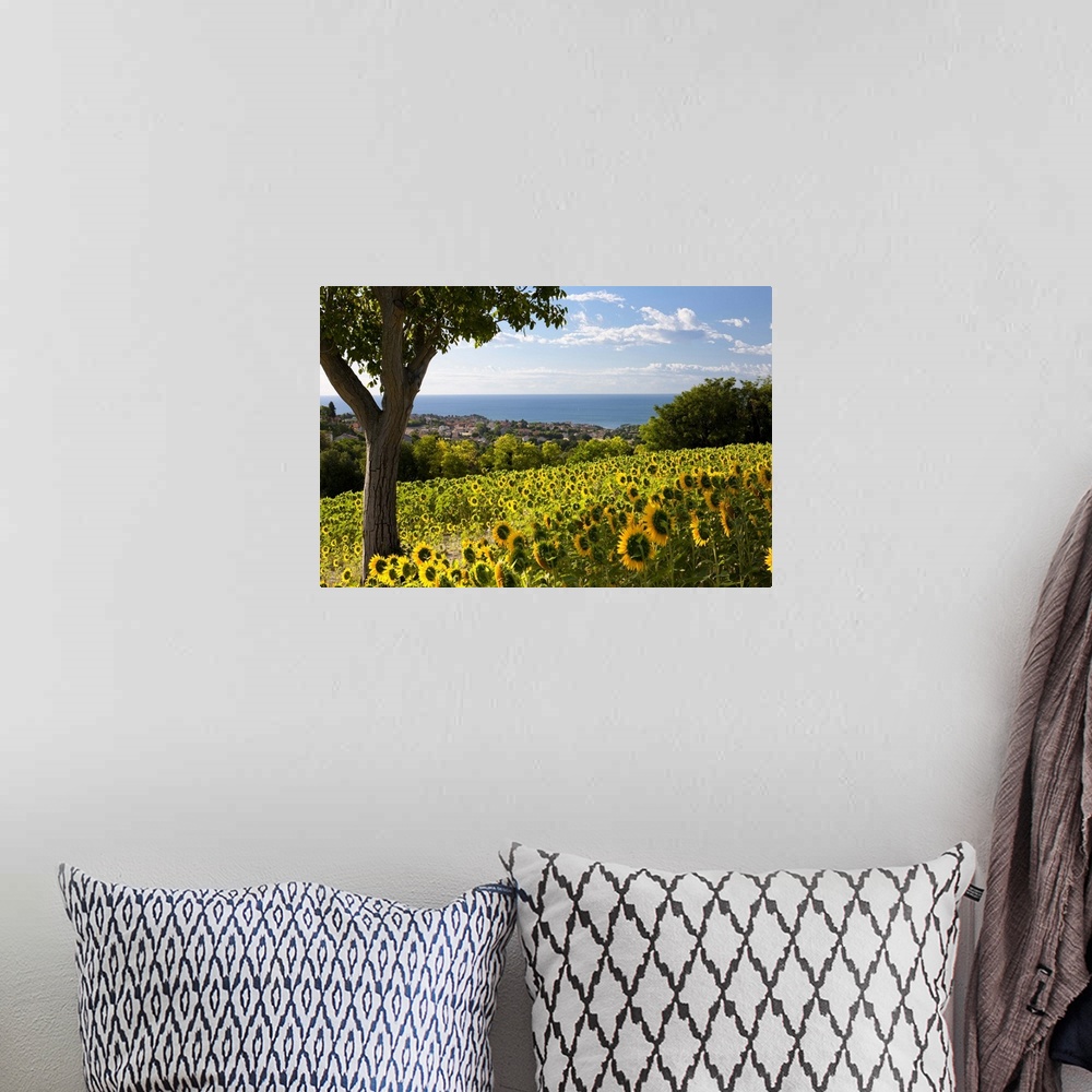 A bohemian room featuring Italy, Marches, Parco del Conero, Numana, Countryside of Numana village with sunflowers