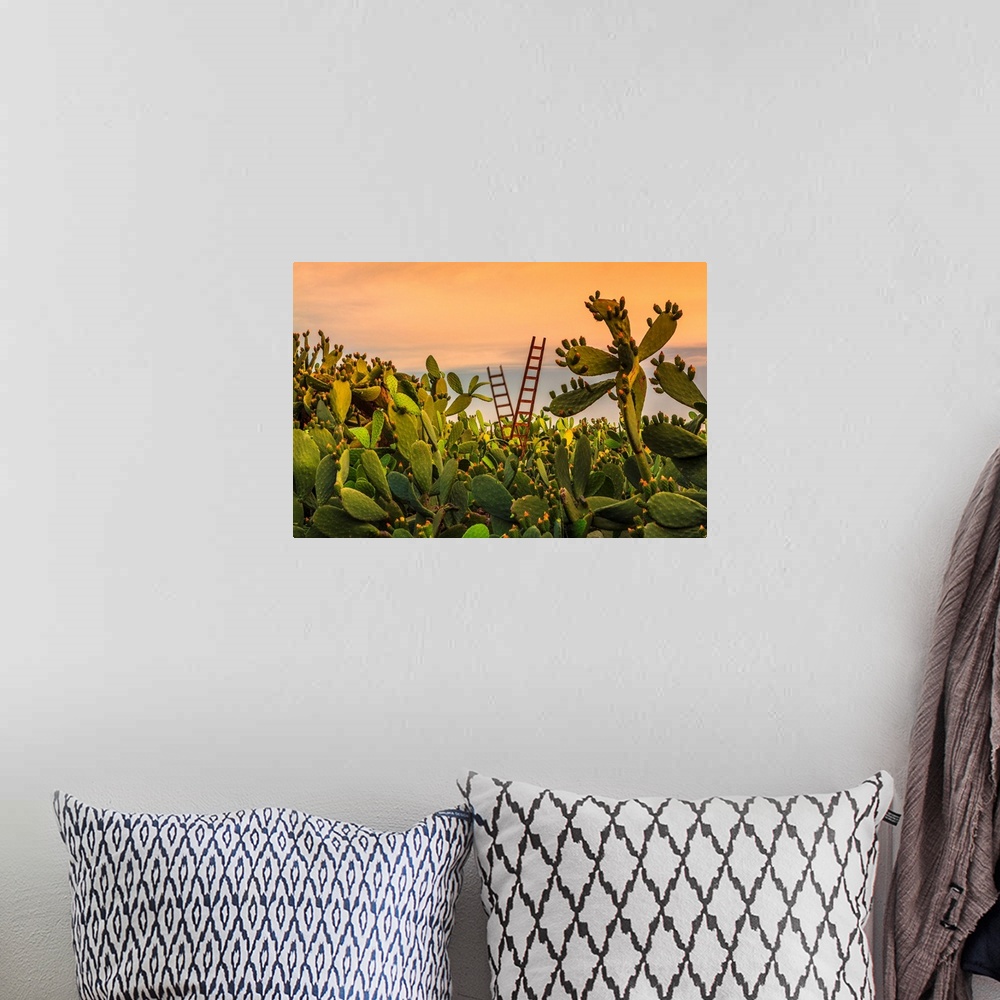 A bohemian room featuring Italy, Sicily, Paterno, Prickly pear field.