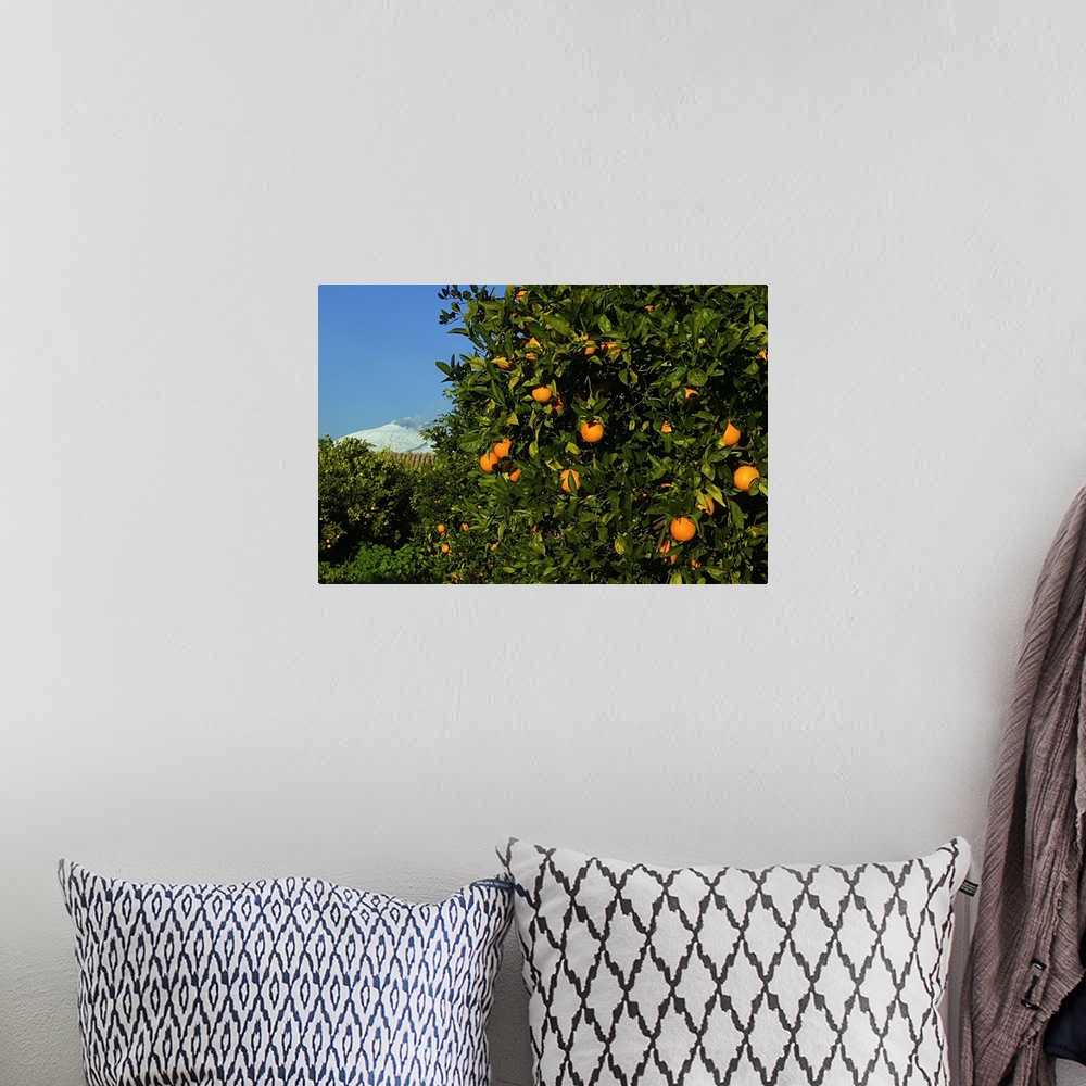 A bohemian room featuring Italy, Sicily, Piana di Catania, Orange tree and Mount Etna in background