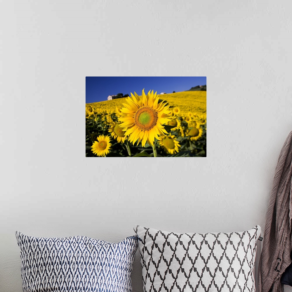 A bohemian room featuring Italy, Tuscany, Mediterranean area, Landscape with sunflowers