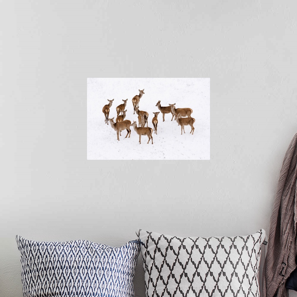 A bohemian room featuring Italy, Tuscany, Red deer in the snow.