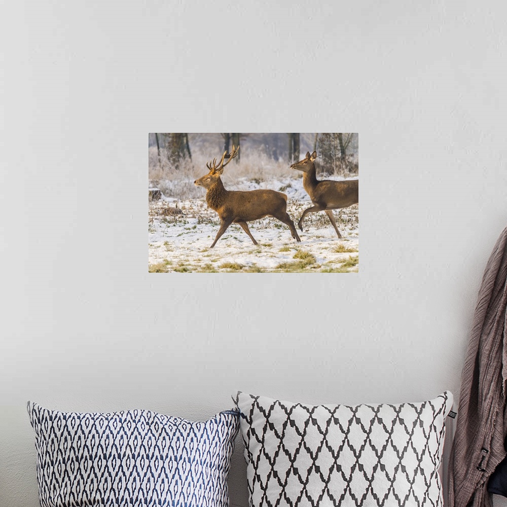 A bohemian room featuring Italy, Veneto, Belluno district, Two deer running in the snow