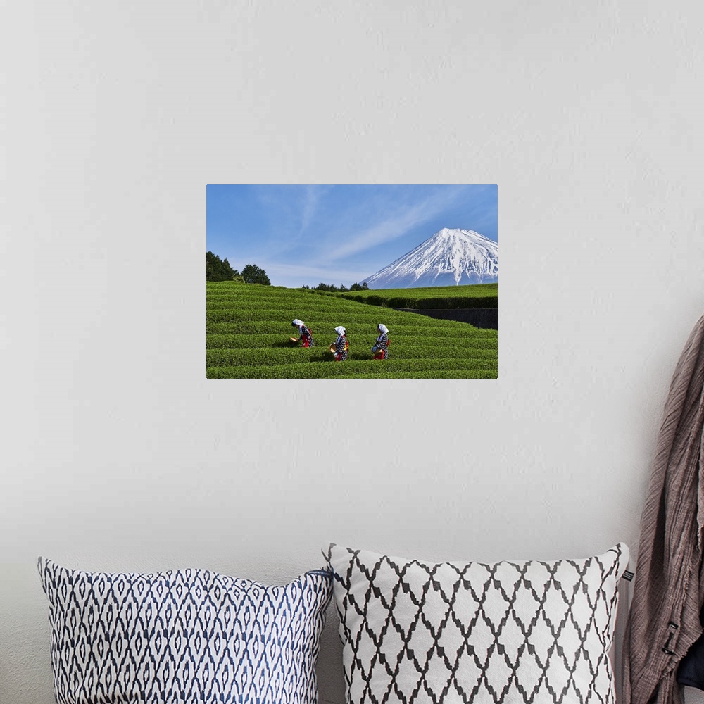 A bohemian room featuring Japan, Shizuoka, Fuji, Honshu island, Tea harvest at the feet of Mount Fuji