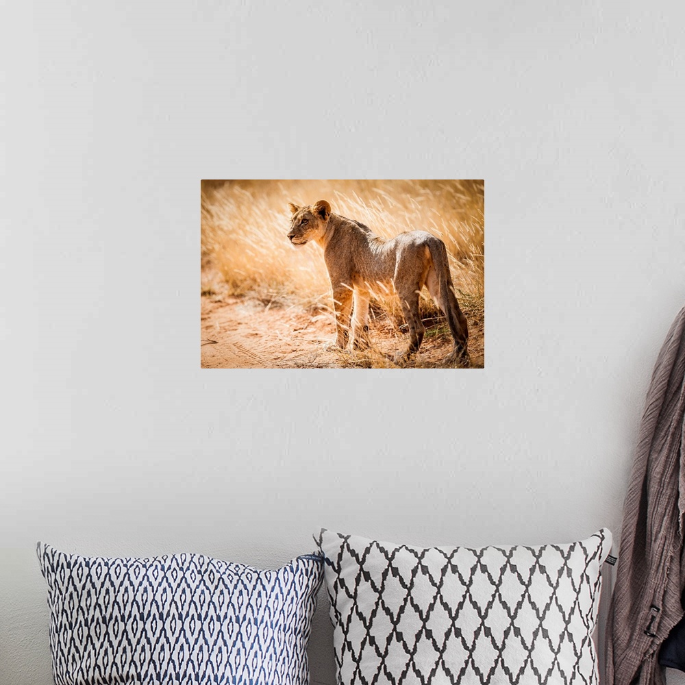 A bohemian room featuring Kenya, Central, Samburu National Reserve, Young lonely lion (Panthera leo).