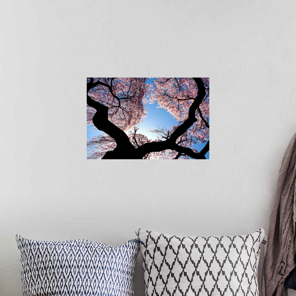 A bohemian room featuring New Jersey, Cherry blossom tree