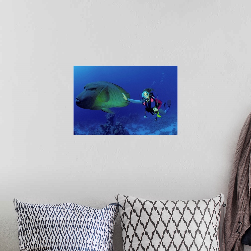 A bohemian room featuring North Africa, Egypt, Red Sea, Napoleon Fish
