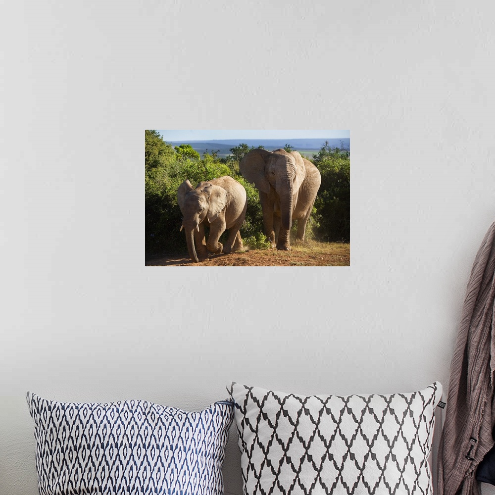 A bohemian room featuring South Africa, Eastern Cape, Addo Elephant National Park, elephants