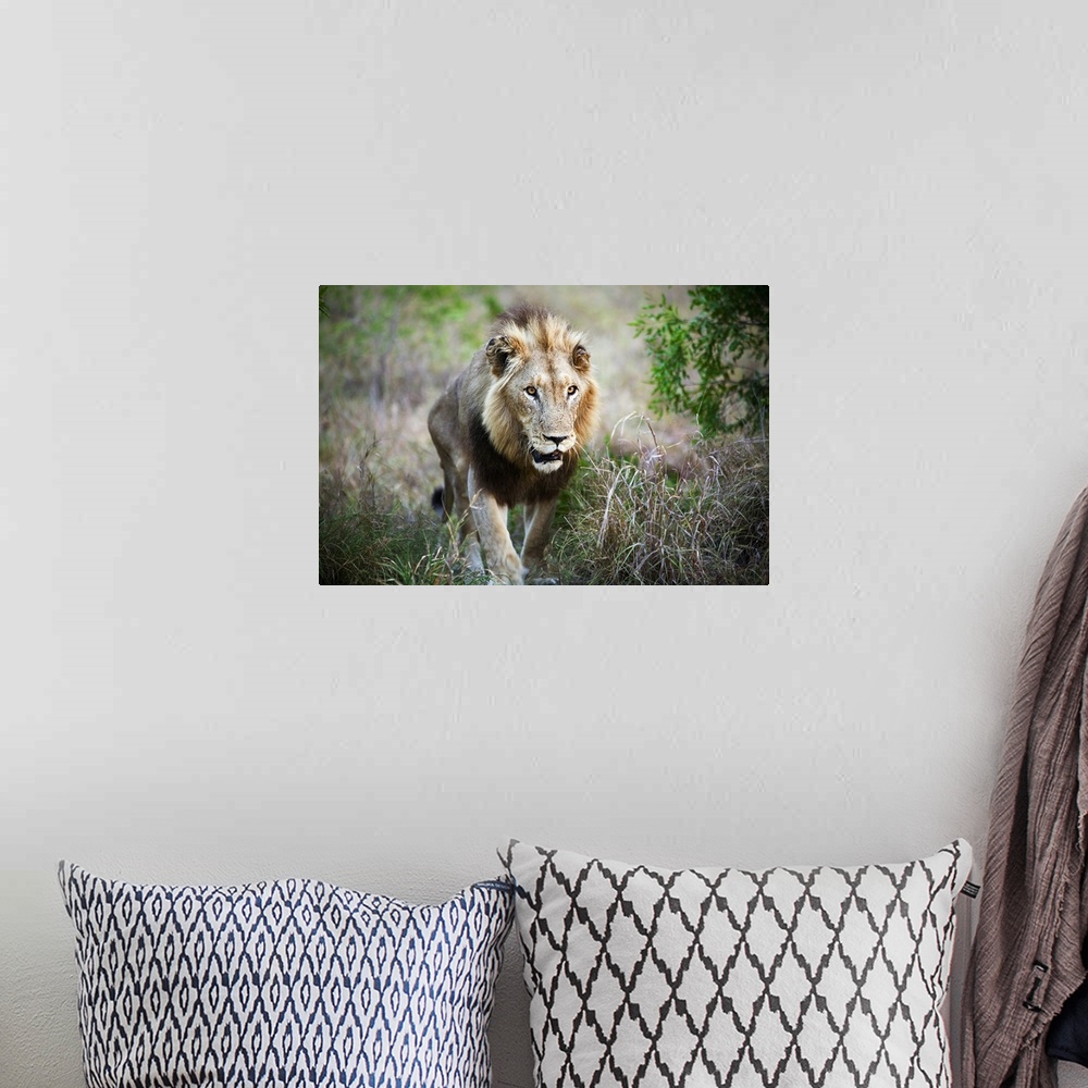 A bohemian room featuring South Africa, Kruger National Park, lion